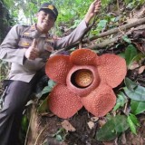 Bukti Kelestarian Alam, Bunga Langka Rafflesia Mekar Kembali di Habitat Asli Bengkulu