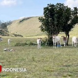 Pemkab Bondowoso Mulai Antisipasi Keamanan di Tempat Wisata Jelang Nataru