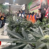 Terbongkar Pemodal Ganja Greenhouse di Jombang