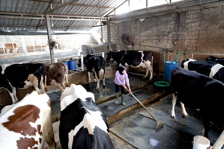 13 Ribu Peternak Jatim Jaga Rantai Pasok Susu Segar Nasional