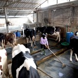 13 Ribu Peternak Jatim Jaga Rantai Pasok Susu Segar Nasional