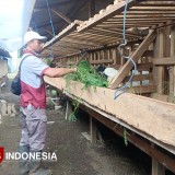 PTPN I Gelontorkan TJSL Rp1,28 Miliar untuk Warga Ijen