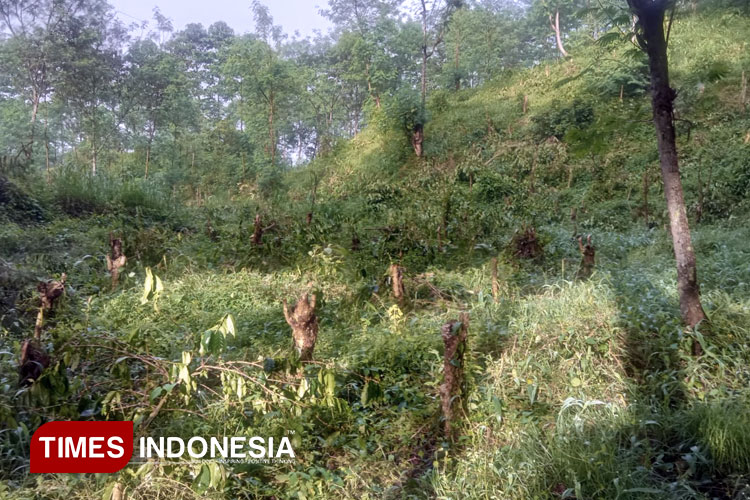 Perusakan Kebun Kopi PTPN I di Ijen Kembali Terjadi, 17 Ribu Lebih Pohon Ditebang