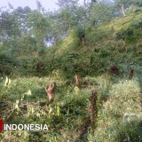 Perusakan Kebun Kopi PTPN I di Ijen Kembali Terjadi, 17 Ribu Lebih Pohon Ditebang