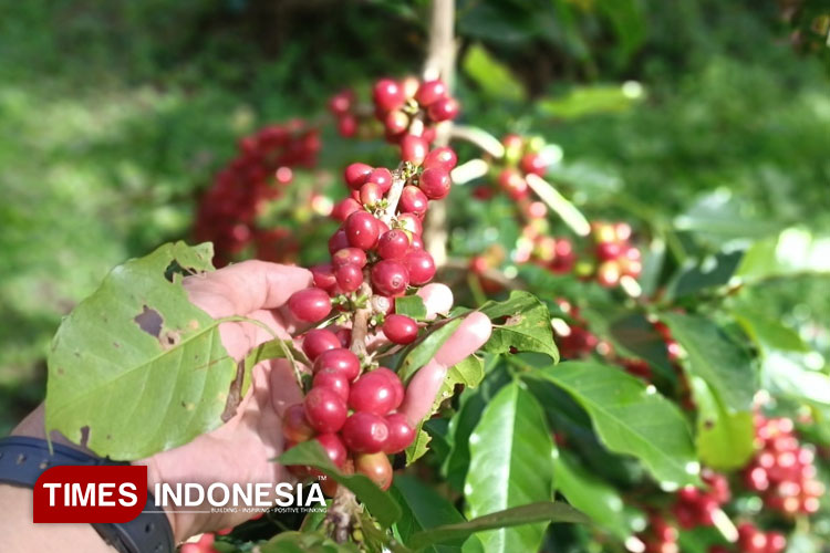Ini Sejarah Kepemilikan Kebun PTPN di Kecamatan Ijen Bondowoso