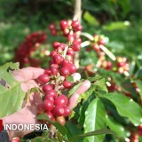 Sejarah Kepemilikan Kebun PTPN di Kecamatan Ijen Bondowoso