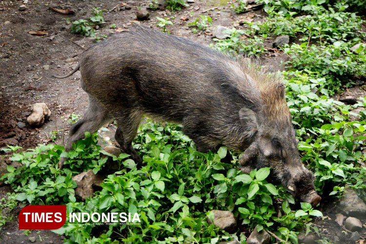 Babi-Hutan-Kutil-Bawean.jpg