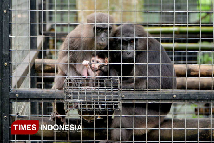 Melihat Upaya Konservasi Satwa dari Dekat di Prigen Conservation Breeding Ark