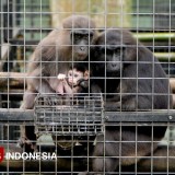 Melihat Upaya Konservasi Satwa dari Dekat di Prigen Conservation Breeding Ark