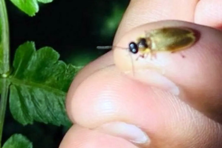 Kebun Raya Bali Temukan Dua Jenis Kunang-Kunang Langka, Tanda Alam Masih Sehat