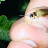 Cahaya Malam di Bedugul: Kunang-Kunang Ditemukan di Kebun Raya Bali, Jadi Indikator Lingkungan Bersih