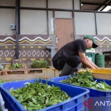 Meski Stok Pakan Menipis, Bandung Zoo Tolak Bantuan Kemenhut