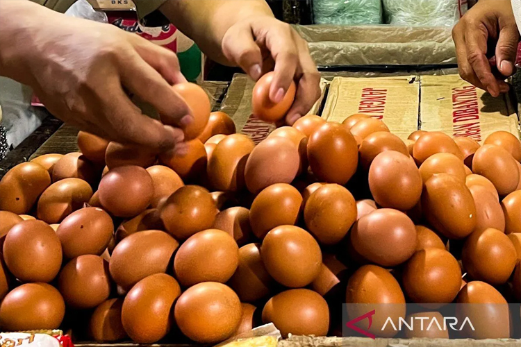 Stok Telur Nasional Surplus, Bapanas Pastikan Aman Sampai Lebaran 2026