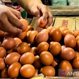 Mentan Amran Tegaskan Telur Ayam Tak Boleh Naik: Stok Kita Lebih dari Cukup