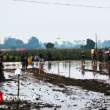 Unik, Karapan Sapeh Jepang di Probolinggo