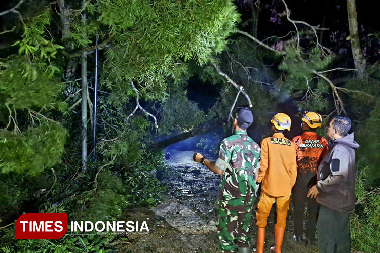 Waspada Angin Kencang dan Pohon Tumbang di Tengah Libur Nataru