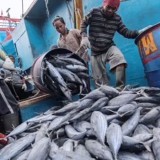 NTB Arahkan Perikanan ke Nilai Tambah, Hilirisasi Jadi Kunci