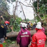 Darurat Cuaca di Bantul: 78 Pohon Tumbang, Longsor dan Banjir Terjadi di 13 Kalurahan