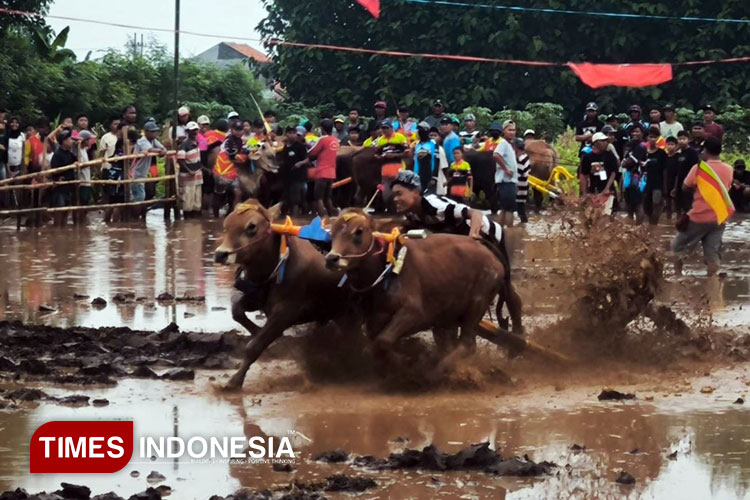 Karapan Sapeh Sakak Probolinggo Lahirkan Tradisi Baru