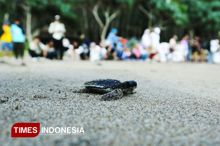 Jaga Populasi Penyu, Ratusan Tukik Kembali ke Laut di Pantai Bajul Mati