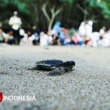 Konservasi Berbuah: 200 Tukik Penyu Hijau Dilepasliarkan di Pantai Bajul Mati Malang