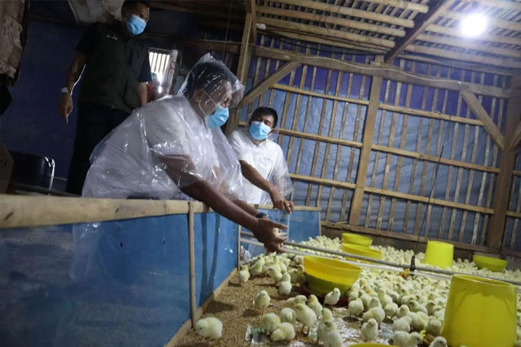 Sejahterakan Kader, GP Ansor dan Mitra Bangun Usaha 30.000 Ekor Ayam Broiler di Subang