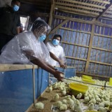 Dukung Ketahanan Pangan, GP Ansor Luncurkan Program Peternakan Ayam Broiler 30.000 Ekor di Jawa Barat