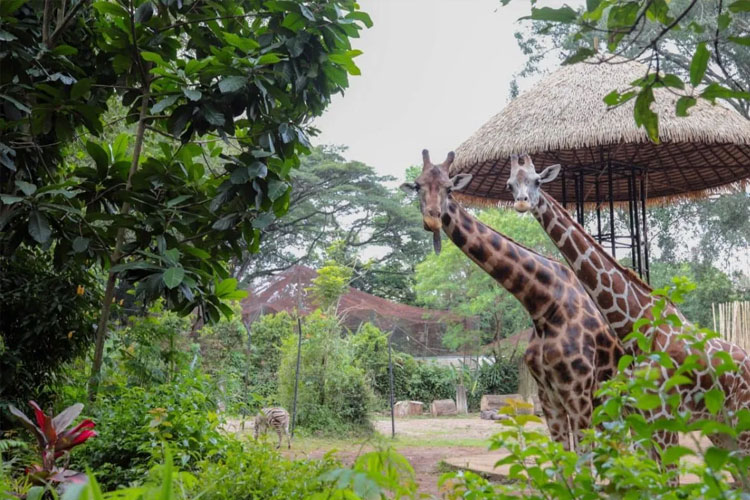 Peneliti Sejarah Ungkap Fakta: Lahan Bandung Zoo Asalnya Taman Kota, Bukan Milik Perorangan