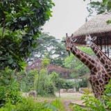 Kado Ultah Kota Bandung, Riset Buku Baru Beberkan Asal-Usul Kebun Binatang Bandung dari Taman Pemerintah