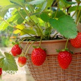 Intip Kiat Petani Magelang Edy Gores Membuat Tanaman Berbuah Tanpa Bergantung Musim