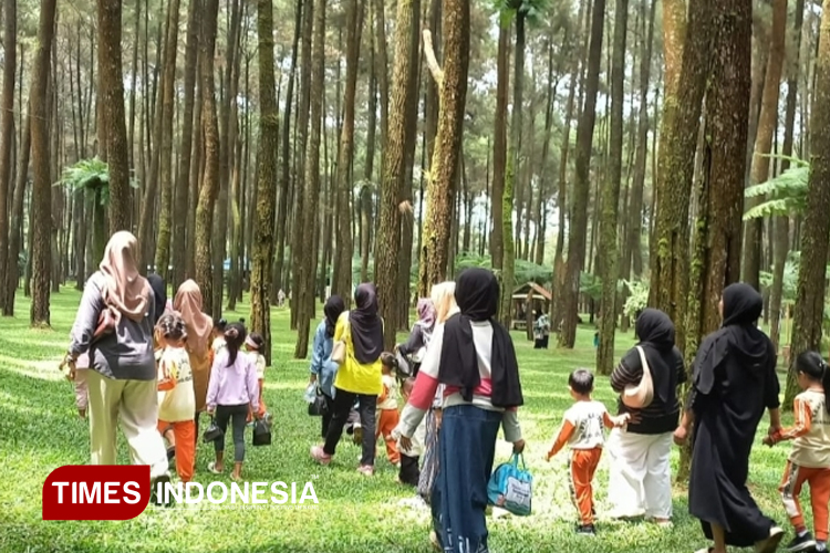 Hutan Pinus Praban Lintang Tegal, Incaran Baru Wisatawan di Libur Akhir Tahun 2025