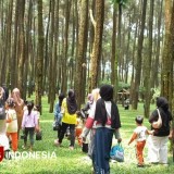 Hutan Pinus Praban Lintang Tegal, Incaran Baru Wisatawan di Libur Akhir Tahun 2025