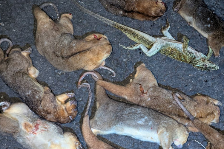 15 Ekor Kuskus Matabiru Endemik Ternate Dibantai di Hutan Tolire, 4 Pemburu Diamankan Warga