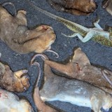 15 Ekor Kuskus Matabiru Endemik Ternate Dibantai di Hutan Tolire, 4 Pemburu Diamankan Warga