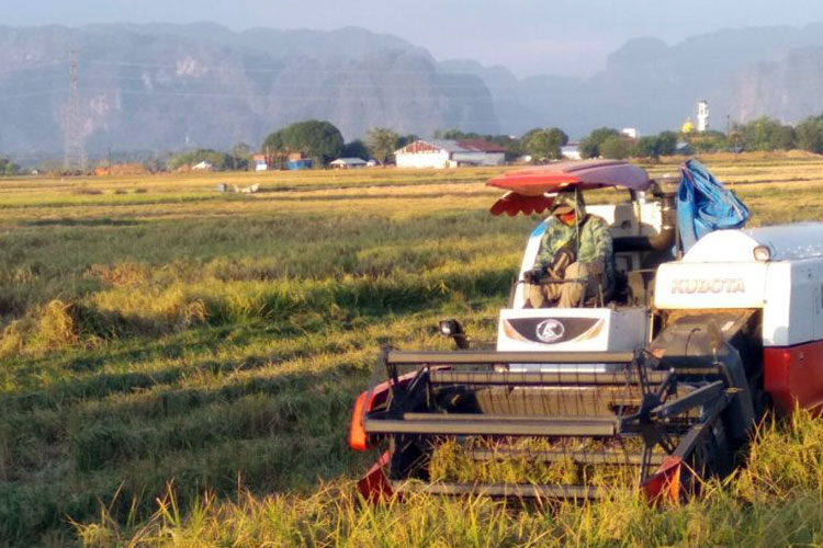 Pupuk Murah, Panen Melesat: Sulsel Jadi Penopang Pangan Nasional