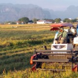Pupuk Murah, Panen Melesat: Sulsel Jadi Penopang Pangan Nasional