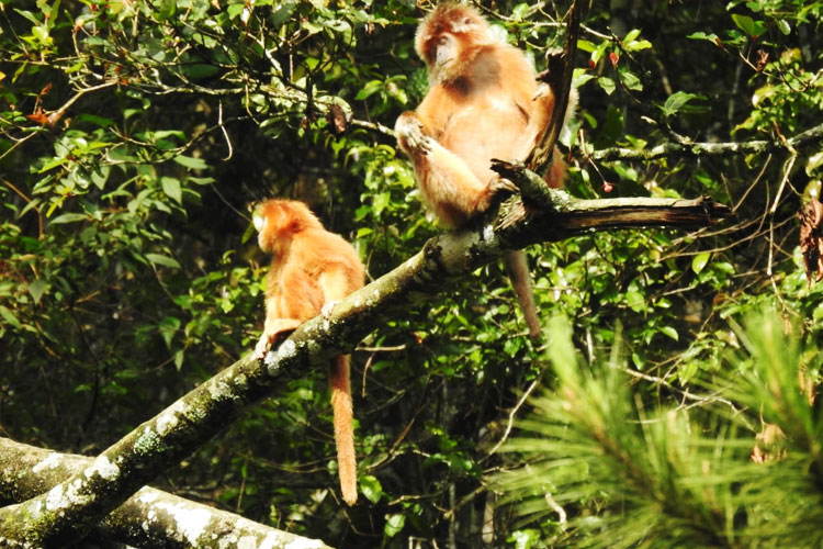 PROFAUNA: Populasi Lutung Jawa di Lereng Gunung Arjuna Terus Menyusut