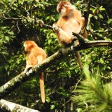 PROFAUNA: Populasi Lutung Jawa di Lereng Gunung Arjuna Terus Menyusut