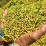 Luas Panen Padi Kabupaten Malang Turun, Produksi Beras Justru Naik