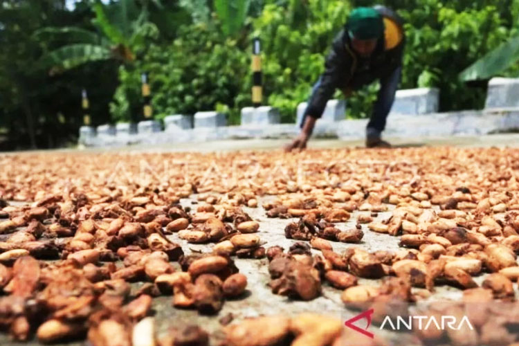 Harga Kakao Januari 2026 Turun, Suplai Global Dorong Koreksi Ekspor