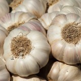 Mengenal Bawang Putih: Tanaman Obat Bersifat Antibiotik