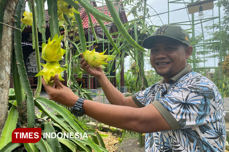Kisah Edi Suprandono, dari Dokter Gigi Jadi Petani Buah Naga Banyuwangi