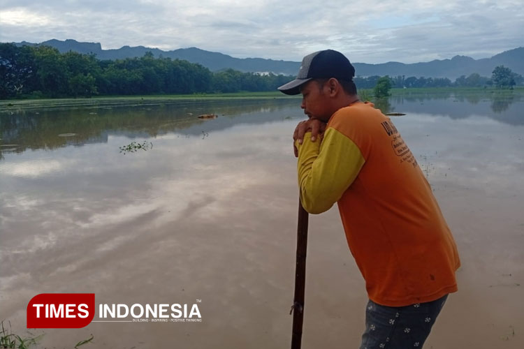 Imbas Hujan Semalaman, 20 Hektare Sawah di Desa Bancar Ponorogo Terendam Banjir