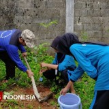 PMR Madya SMPN 2 Tulakan Pacitan Gandeng Dinas Kehutanan, Tanam 15 Pohon Buah Wujudkan Sekolah Hijau