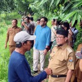 Dukung Larangan Gubernur, Pemerintah Cirebon Ganti 400 Pohon Sawit di Pasaleman dengan Mangga Gedong Gincu