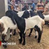 Harga Kambing di Pacitan Anjlok Awal 2026, Pedagang Terpaksa Banting Harga