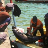 Tangkapan Ikan Kabupaten Malang Ditarget Tembus 26 Ribu Ton