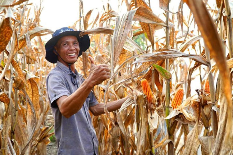 Pemerintah Tiadakan Impor Jagung Sepanjang 2026