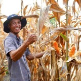 Indonesia Swasembada Jagung: Stok Nasional Aman