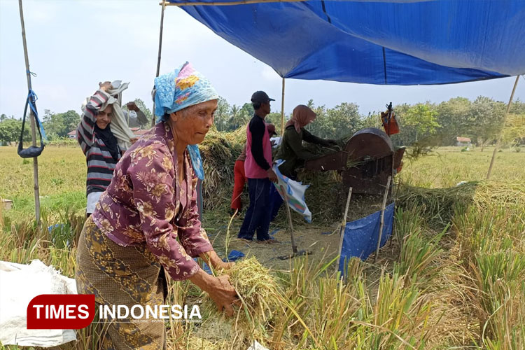Jadi Lumbung Nasional, Produksi Padi Banyuwangi Sepanjang 2025 Capai 806 Ribu Ton